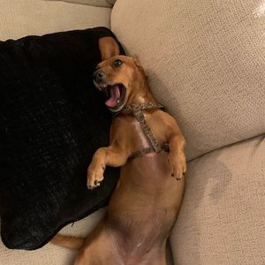 Meet your Posher, Melissa